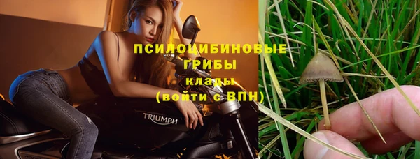 прущие грибы Магадан